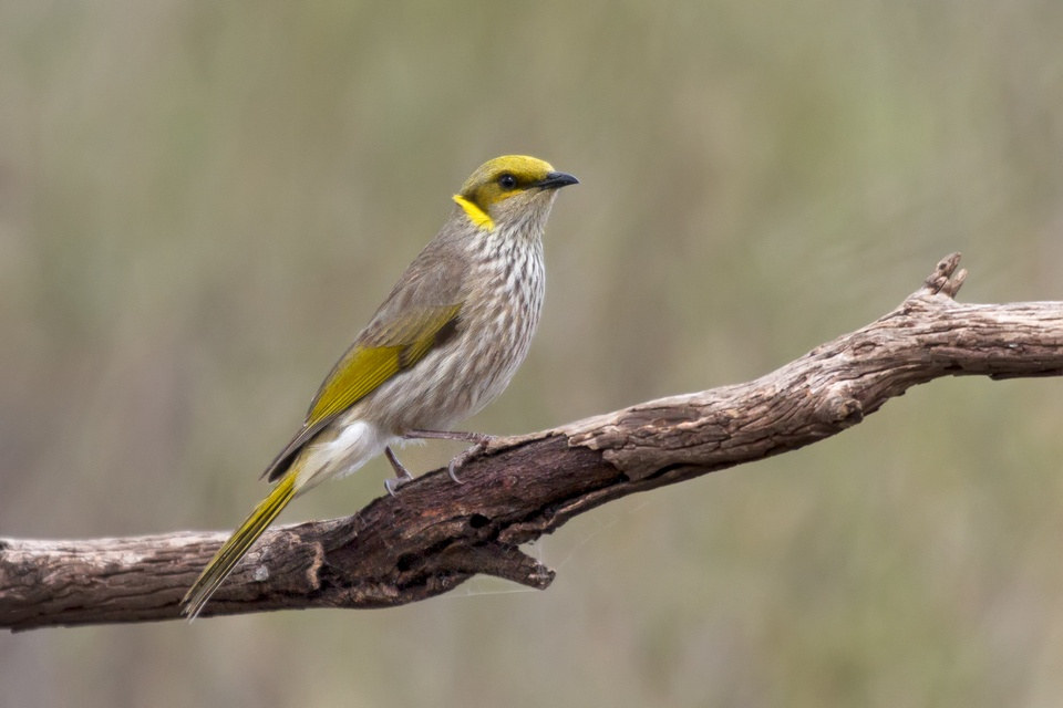 Yellow-plumed Honeyeater (Lichenostomus ornatus)